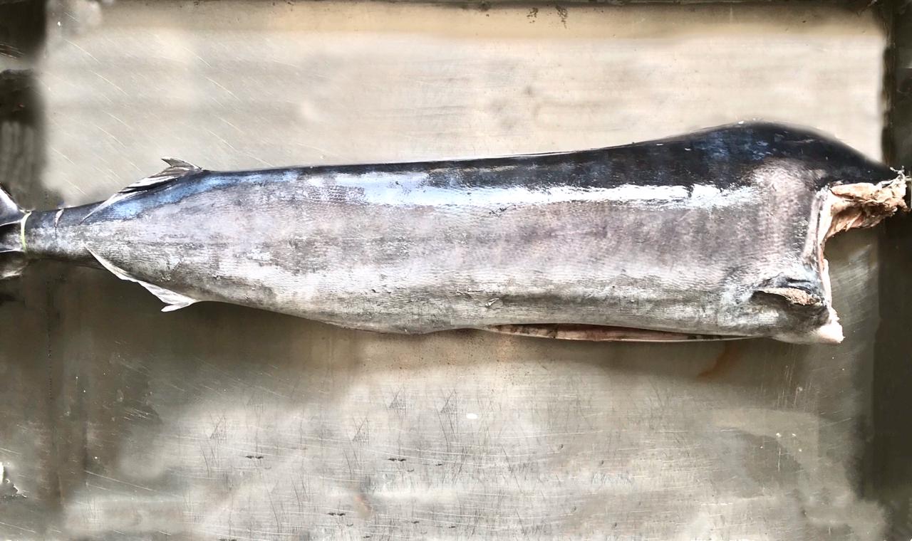 Black marlin